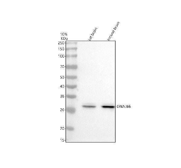 Anti-DNAJB6 Antibody Picoband®