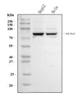Anti-SUN2 Antibody Picoband®
