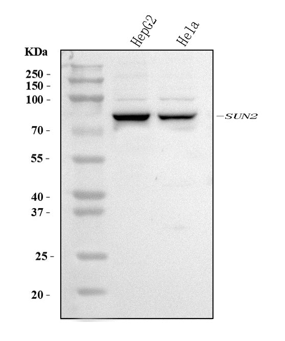 Anti-SUN2 Antibody Picoband®