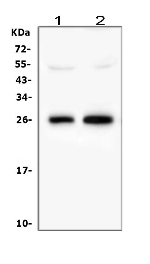 Anti-Myelin oligodendrocyte glycoprotein/MOG Antibody Picoband®
