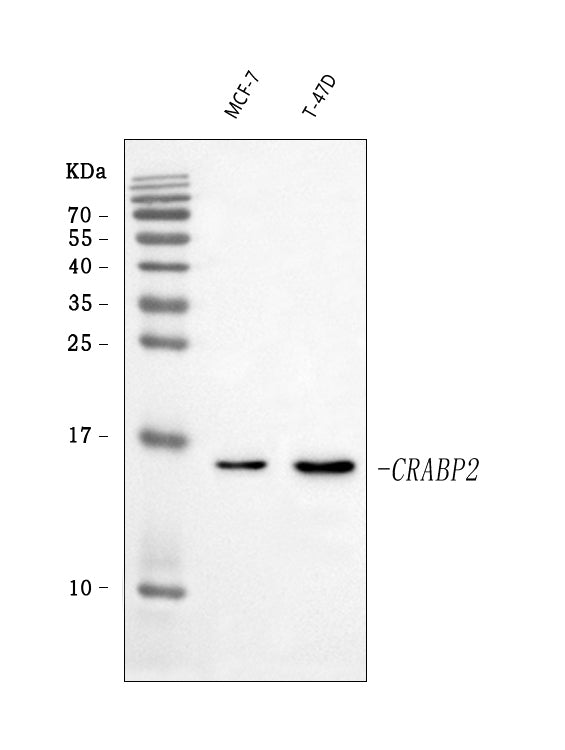 Anti-CRABP2 Antibody Picoband®