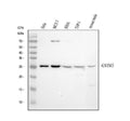 Anti-GSTM3 Antibody Picoband®
