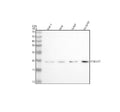 Anti-CDKN2C Antibody Picoband®