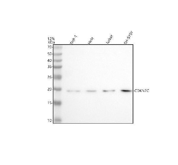 Anti-CDKN2C Antibody Picoband®