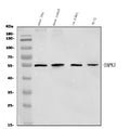 Anti-ZIP Kinase/Dapk3 Antibody Picoband®