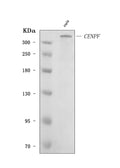Anti-CENPF Antibody Picoband®