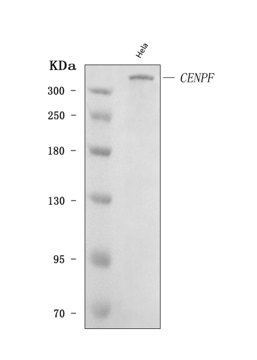 Anti-CENPF Antibody Picoband®