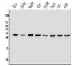 Anti-REA/PHB2 Antibody Picoband®