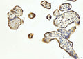 Anti-FGF3 Antibody