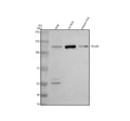 Anti-PDE3B Antibody Picoband®