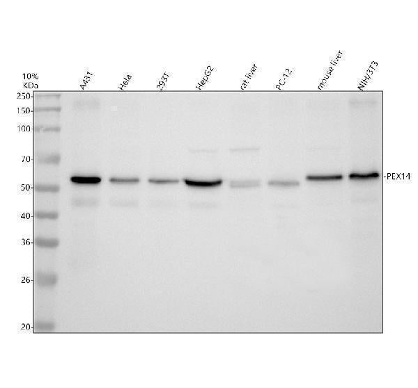 Anti-PEX14 Antibody Picoband®