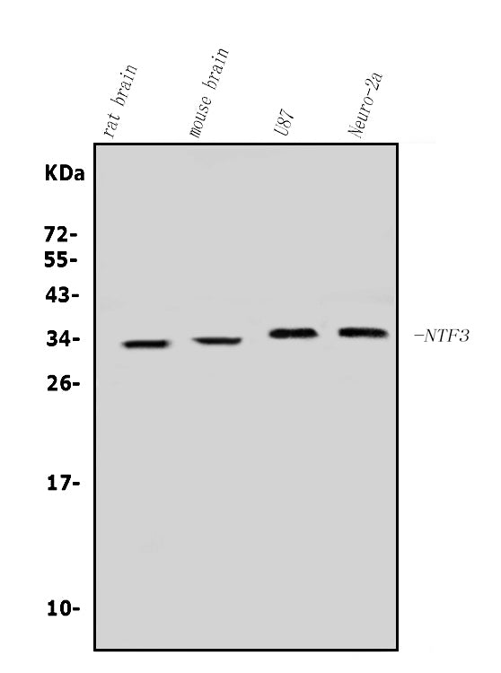 Anti-Neurotrophin 3/NTF3 Antibody Picoband®
