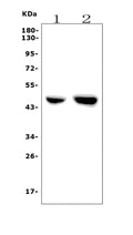 Anti-PAR1/Thrombin Receptor/F2R Antibody Picoband®