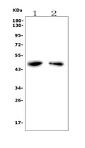 Anti-PAR1/Thrombin Receptor/F2r Antibody Picoband®