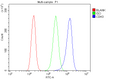 Anti-P-Cadherin-3 CDH3-Antibody Picoband®