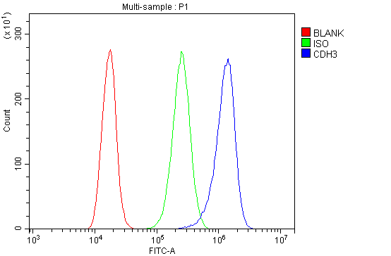 Anti-P-Cadherin-3 CDH3-Antibody Picoband®