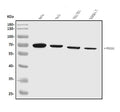 Anti-FOXN1 Antibody Picoband®