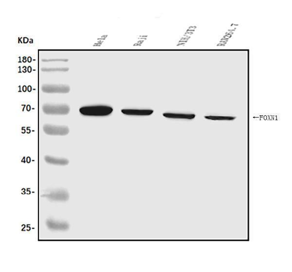 Anti-FOXN1 Antibody Picoband®