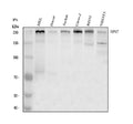 Anti-NPAT Antibody Picoband®