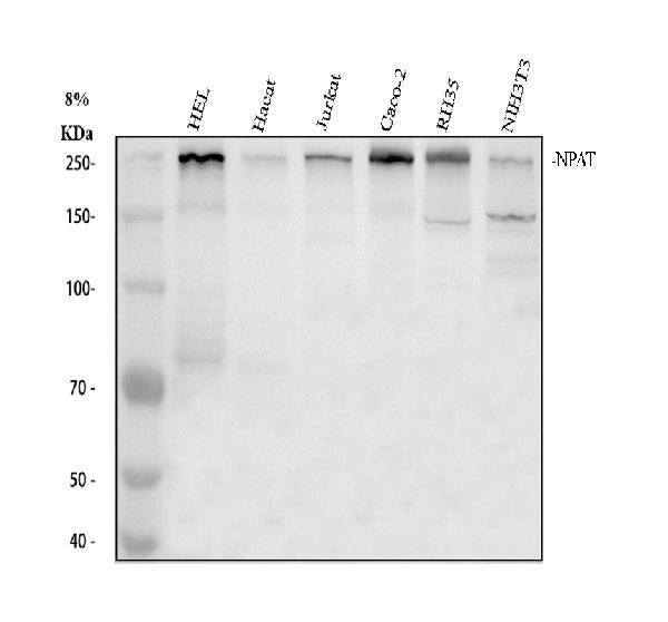 Anti-NPAT Antibody Picoband®