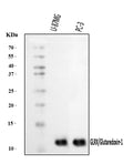 Anti-Glutaredoxin 1/GLRX Antibody Picoband®