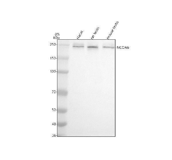 Anti-NCOA6 Antibody Picoband®