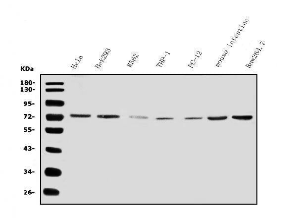 Anti-IL2 Receptor beta/p75/IL2RB Antibody Picoband®