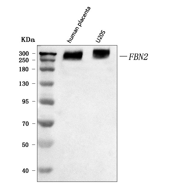 Anti-fibrillin 2/FBN2 Antibody Picoband®