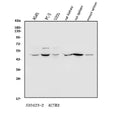 Anti-Arp3/ACTR3 Antibody Picoband®