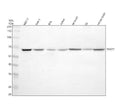 Anti-SNX27 Antibody Picoband®