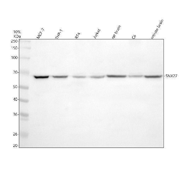 Anti-SNX27 Antibody Picoband®
