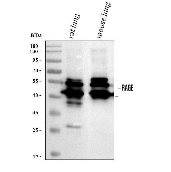 Anti-Ager Antibody Picoband®