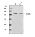 Anti-DOCK180/DOCK1 Antibody Picoband®