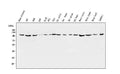 Anti-ApoER2/LRP8 Antibody Picoband®