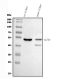 Anti-Slc7a9 Antibody Picoband®