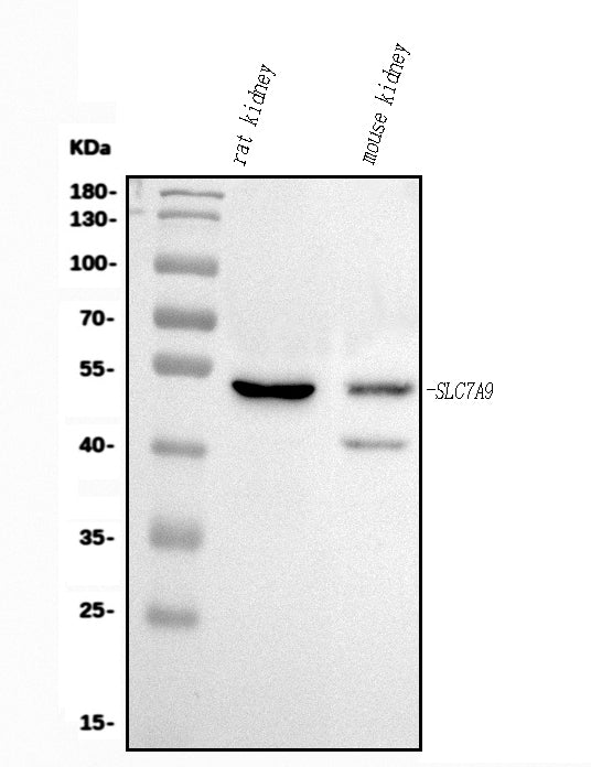 Anti-Slc7a9 Antibody Picoband®
