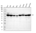 Anti-ME1 Antibody Picoband®