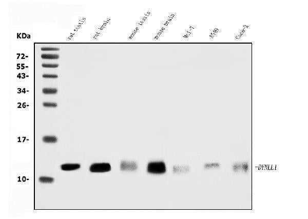 Anti-DYNLL1/PIN Antibody Picoband®