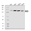 Anti-RNF20 Antibody Picoband®