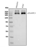 Anti-APC1/ANAPC1 Antibody Picoband®