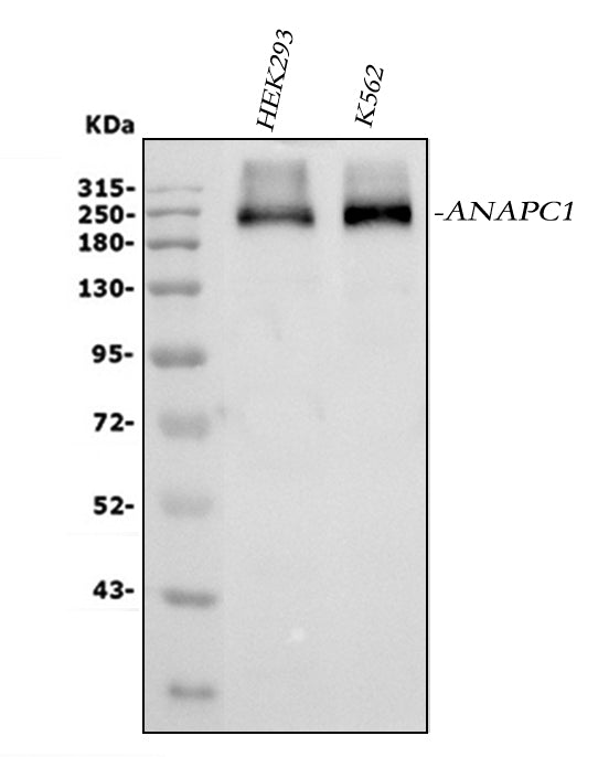 Anti-APC1/ANAPC1 Antibody Picoband®