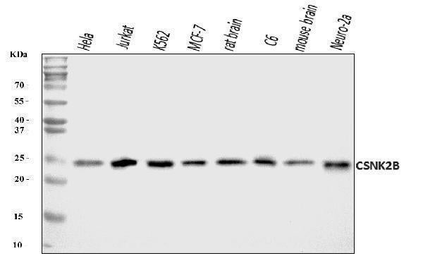 Anti-CSNK2B Antibody Picoband®