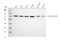 Anti-Citrin/SLC25A13 Antibody Picoband®