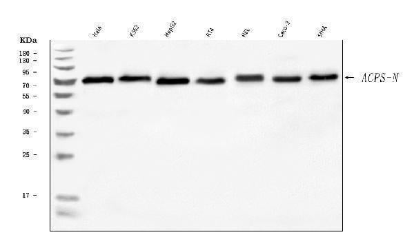 Anti-AGPS Antibody Picoband®