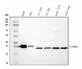 Anti-CYB5R3 Antibody Picoband®