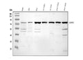 Anti-Calpain 2/CAPN2 Antibody Picoband®