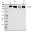 Anti-CDK12 Antibody Picoband®