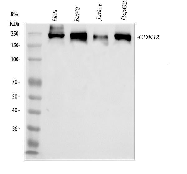 Anti-CDK12 Antibody Picoband®