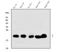 Anti-Alpha B Crystallin/CRYAB Antibody Picoband®