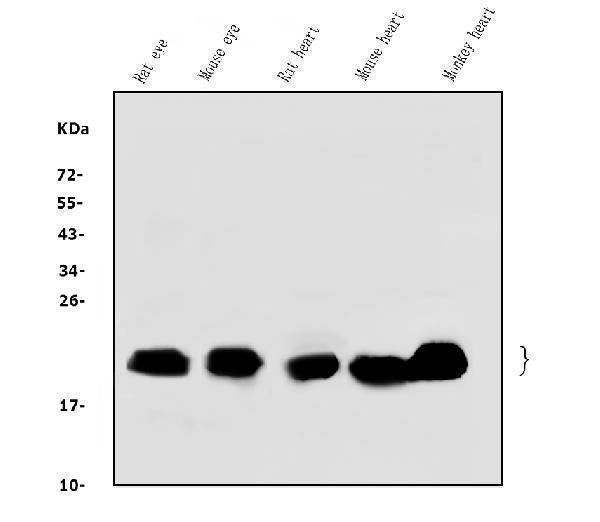 Anti-Alpha B Crystallin/CRYAB Antibody Picoband®